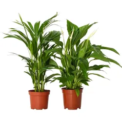 Plant in a Box Spathiphyllum & Areca - Luftreinigende Mischung 2er Set Höhe 60-75cm