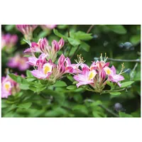 Pflanzen Für Dich Rhododendron luteum 'Soir de Paris', gelb,