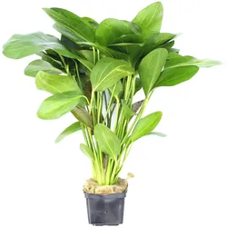 Echinodorus 'Ozelot' Topf XXL