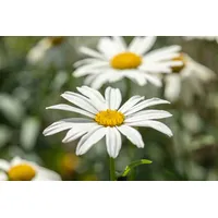 Pflanzen Für Dich Leucanthemum x superb.'Gruppenstolz' p 0,5