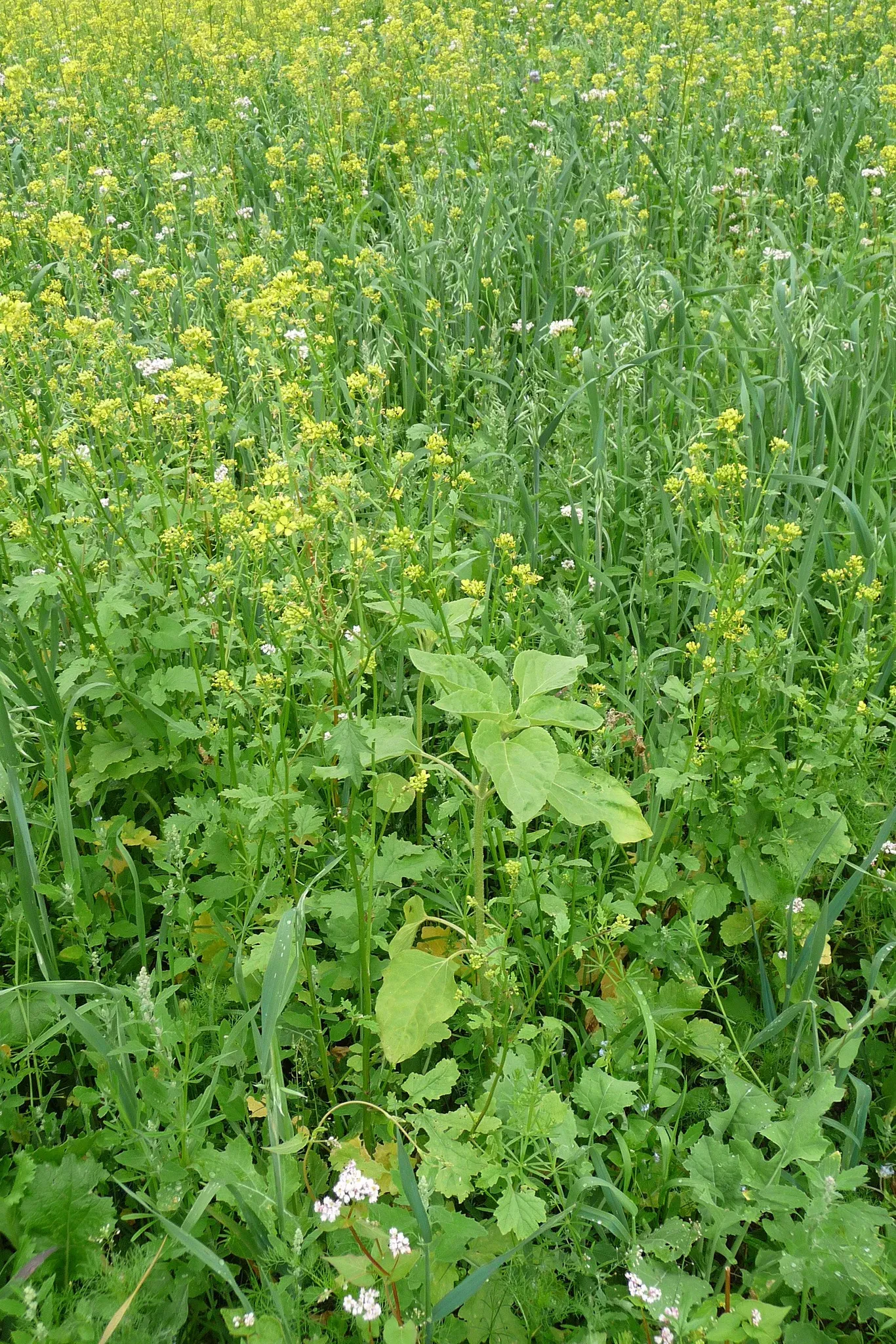 Wildackermischung für leichte Böden