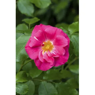 Pflanzen Für Dich Rosa rugosa rubra Kartoffelrose, rot, 40–60 cm