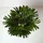 Homescapes Steckenpalme Kunstpflanze Im Topf - 150 cm, - Homescapes