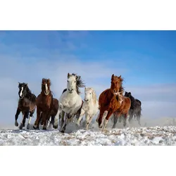 Fototapete PAPERMOON "Photo-Art LIBBY ZHANG, MONGOLEI-PFERDE", bunt, B:3,50m L:2,60m, Vlies, Tapeten