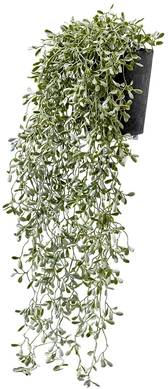 Sukkulente 63cm im Topf Topf D12,5H12,5cm  - grün