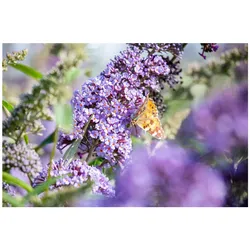 Buddleja 'Lochinch', Schmetterlingsflieder, lavendelblau, 40–60 cm