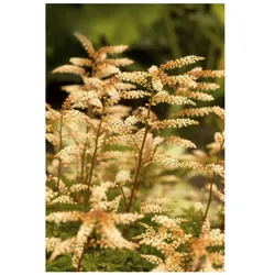 Aruncus aethusifolius, Zwerg-Geißbart, kompakt, ca. 9x9 cm Topf