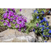 Pflanzen Für Dich Phlox subulata Ronsdorfer Schöne' P 0,5