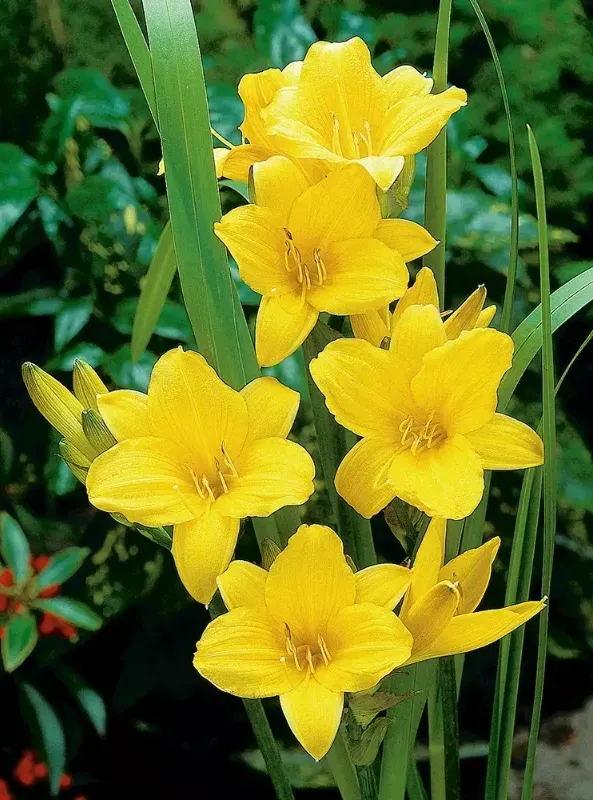 Taglilie – Hemerocallis ‚Chicago Sunrise‘
