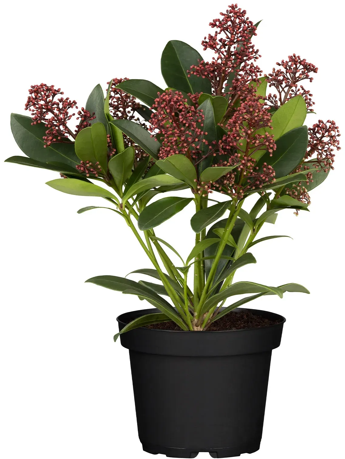 Japanische Fruchtskimmie - Skimmia Japonica Rubella, Höhe ~ 20 cm, Ø13 cm Topf, 1 Pflanze