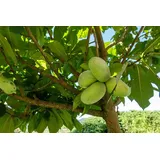 gruenwaren jakubik Indianerbanane 180 cm Asimina triloba Sunflower Papau Pawpaw, winterhart