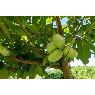 gruenwaren jakubik Indianerbanane 180 cm Asimina triloba Sunflower Papau Pawpaw, winterhart