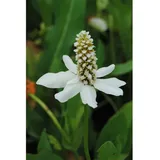 Pflanzen Für Dich Anemopsis californica, Yerba Mansa, ca. 11x11 cm Topf