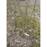 Grüner Jan Strauchstütze mit Gitterring 40 x 60 cm Grün