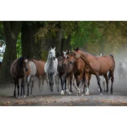 Fototapete PAPERMOON "ARABISCHE PFERDE", bunt, B:2,50m L:1,86m, Vlies, Tapeten