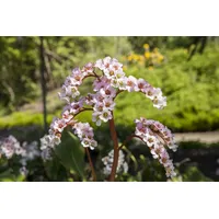 Pflanzen Für Dich Staude Bergenia cord. Schneekönigin, 1 St.,