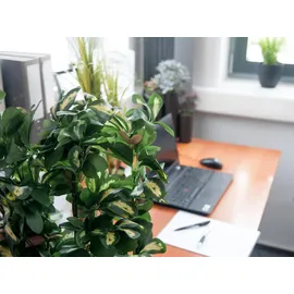 Europalms Schefflera, 120cm