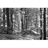 Papermoon Fototapete »Wald Schwarz & Weiß«