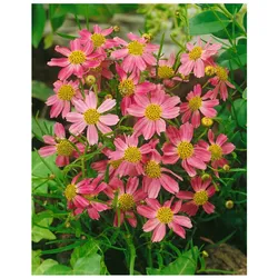 Coreopsis rosea 'American Dream', rosa, ca. 9x9 cm Topf