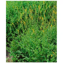 Agrimonia eupatoria, Odermennig, ca. 9x9 cm Topf
