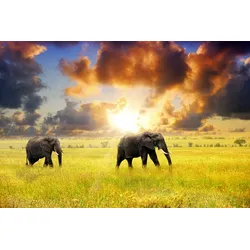 Fototapete PAPERMOON "African Elephants", bunt (mehrfarbig), B:5m L:2,8m, Vlies, Tapeten