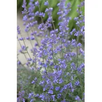 Pflanzen Für Dich Nepeta x faassenii 'Alba', Katzenminze, ca.