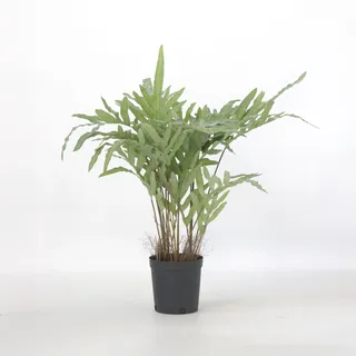 Plant in a Box - Künstliches Phlebodium – Höhe 80cm