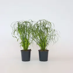 Plant in a Box - Regenschirm segge - 4 Stk - Cyperus alternifolius - Höhe 40-50cm - Topf 14cm