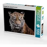 Calvendo Ein junger Tiger nach dem Wasserbad Puzzle