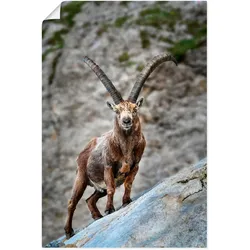 Artland Poster »Steinbock mit großen Hörnern«, Ziegen, (1 St.), als Alubild, Leinwandbild, Wandaufkleber oder Poster in versch. Größen Artland Farbe Bild(er): braun