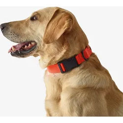 Hundehalsband 100 orange fluoreszierendes Neonorange M