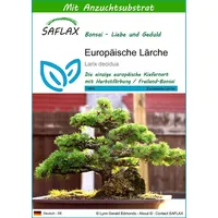 SAFLAX - Bonsai - Europäische Lärche - 75 Samen