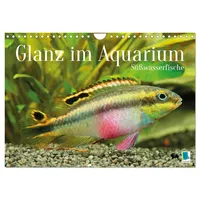 Calvendo Glanz im Aquarium: Süßwasserfische (Wandkalender 2026 DIN A4