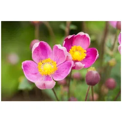 Anemone hupehensis 'Praecox', Herbst-Anemone, rosa, ca. 9x9 cm Topf