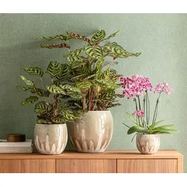 Dehner Korbmarante - Calathea makoyana, Grün,
