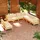 vidaXL Garten-Lounge-Set 9-tlg. creme Kiefer