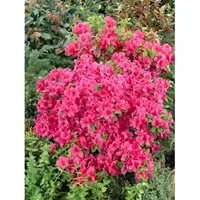 Pflanzen Für Dich Rhododendron obtusum 'Änne', Azalee, rosa Blüten,