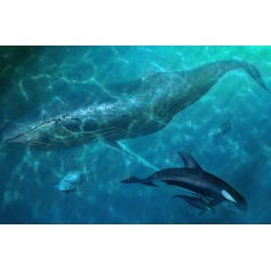 PAPERMOON Fototapete „Wal und Orcas“ Tapeten Gr. B/L: 3,00 m x 2,23 m, Bahnen: 6 St., bunt Fototapeten