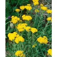 Pflanzen Für Dich Achillea tomentosa 'Aurea', Teppich-Schafgarbe, gelb, ca.