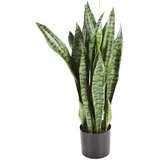 aplanta Künstlicher Bogenhanf - Luis | cm