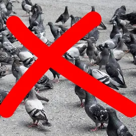 Relaxdays Vogelschreck Falke sitzend grau 17,0 x 19,0 x 40,5 cm