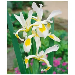 Iris spuria, ca. 9x9 cm Topf, elegant, blau-violette Blüten