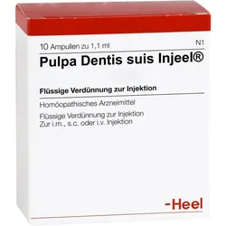 Pulpa dentis suis-Injeel