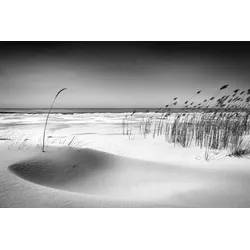 Fototapete PAPERMOON "Photo-Art REINIS CÄaRULIS, ORCHESTER", bunt, B:4,50m L:2,80m, Vlies, Tapeten