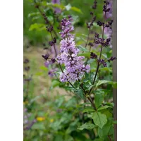 Pflanzen Für Dich Syringa josikaea, Ungarischer Flieder, lila, 60–100