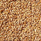 25 kg Weizen Futter für Hühner Vögel Kaninchen Marke Vogelfood