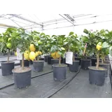 grünwaren Grünwaren: echter Zitronenbaum 50 - 70 cm Zitrone Citrus Limon Zitruspflanze