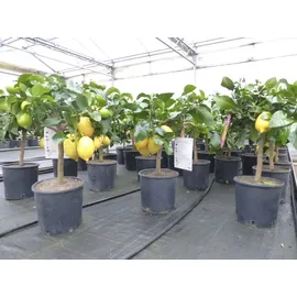 grünwaren Grünwaren: echter Zitronenbaum 50 - 70 cm Zitrone Citrus Limon Zitruspflanze