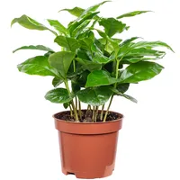 Flowerbox Value Greens Coffea Arabica Exotische Kaffeepflanze für dein
