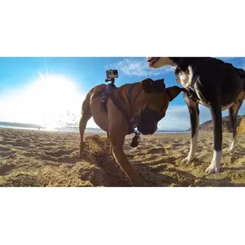 GoPro Fetch